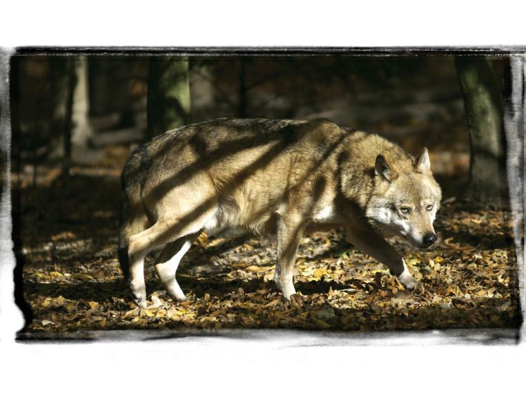 Homepage Karl Heinz-Hug - Der Wolf ist zurück